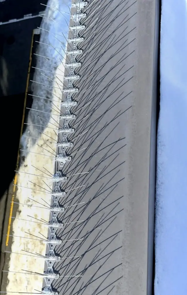 Commercial bird control pigeon spike installation in Delta