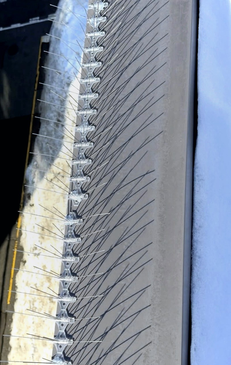 Focused pigeon spike roofline installation by Pigeon Defenders