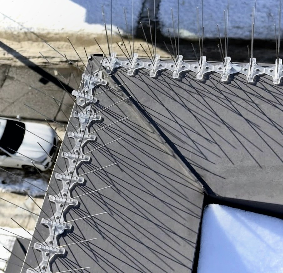 Close up pigeon spike installation on roofline and ledge